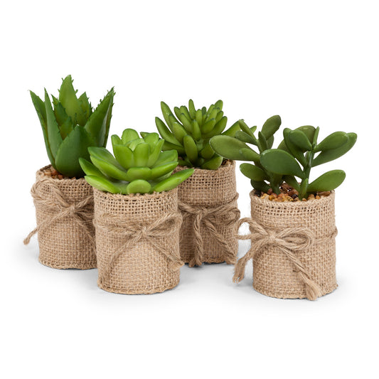 Mini Succulents in Burlap